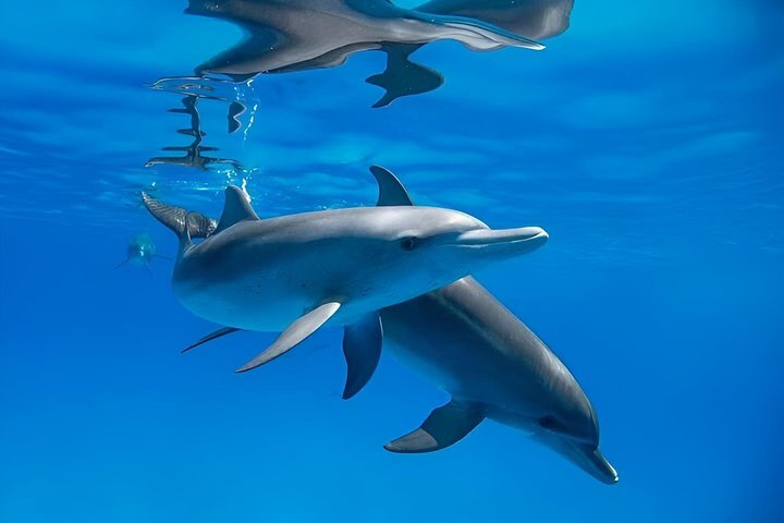 Premium VIP Dolphin House Snorkeling Adventure & Lunch – Hurghada