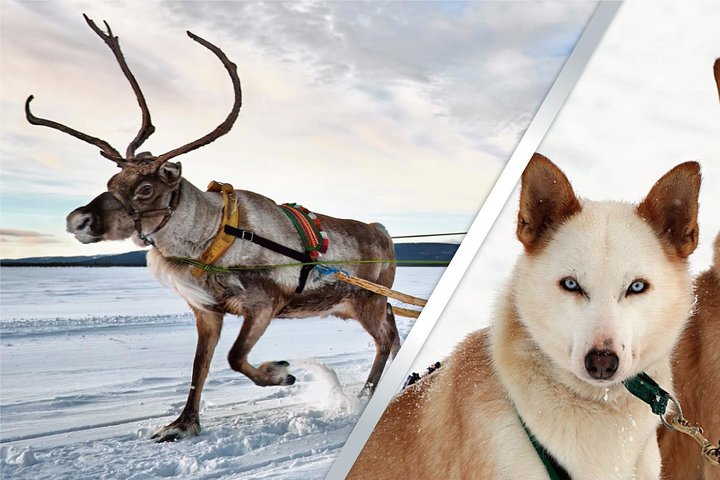 Group Combo tour husky + reindeers from Levi eng
