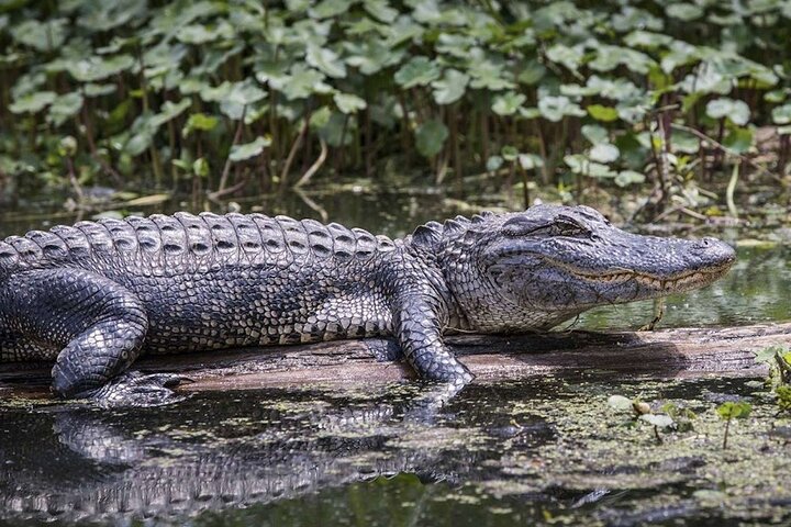 Everglades Airboat Experience – Wildlife & Wetlands