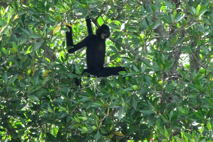 Private Monkey Island and Mangrove Discovery Tour