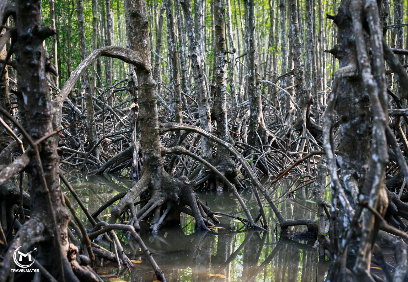 Private Eco-Adventure to Can Gio Vam Sat Mangrove Forest Day Tour from Saigon With Lunch Private Eco-Adventure to Can Gio Vam Sat Mangrove Forest Day Tour from Saigon With Lunch