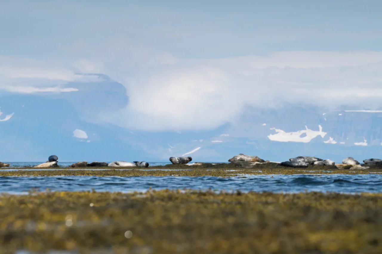 Westjords Seal Watching & Avalanche Memorial Tour from Isafjordur