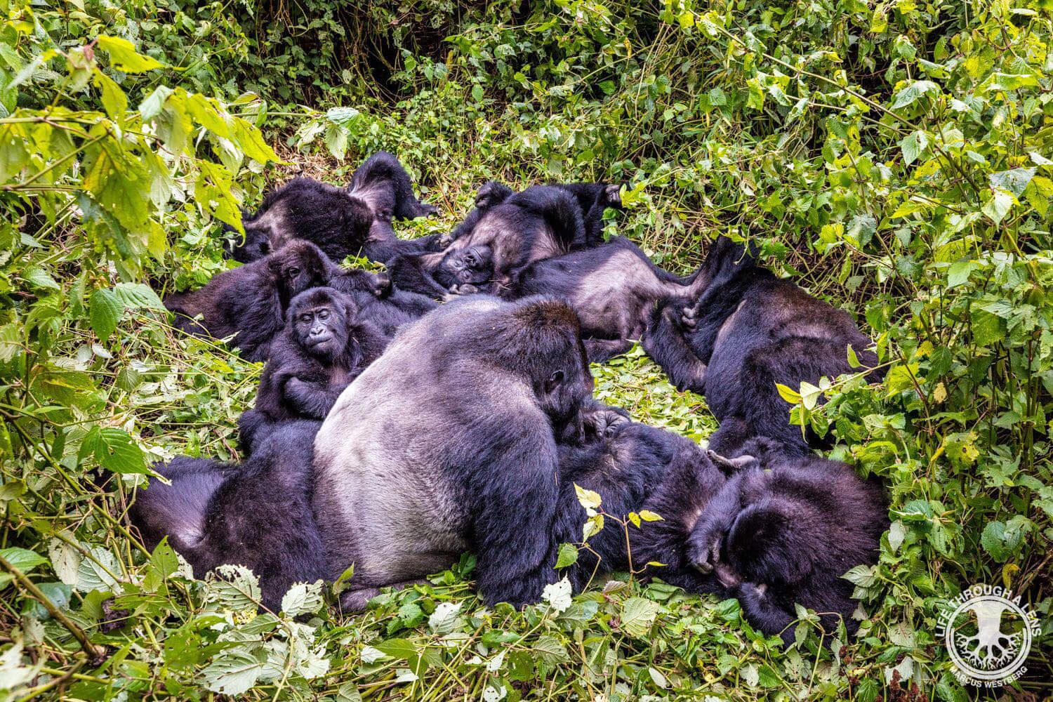 Grauer’s Gorilla Kingdom Safari – Kahuzi-Biega UNESCO Rainforest Expedition