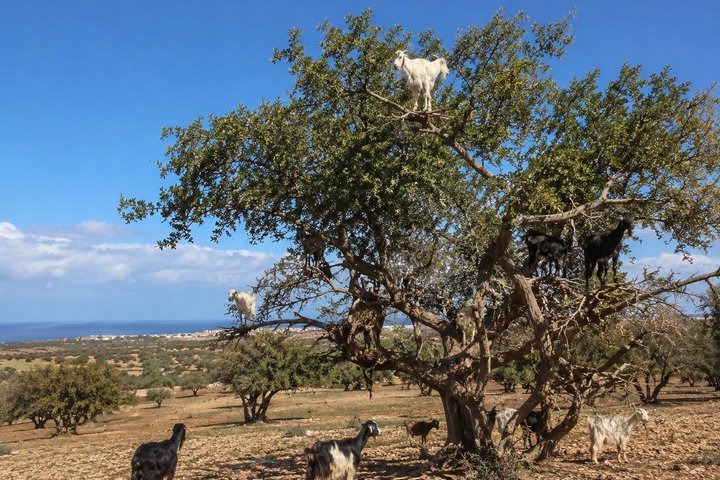 Essaouira Day Trip from Marrakech: Argan Trees & Coastal Medina
