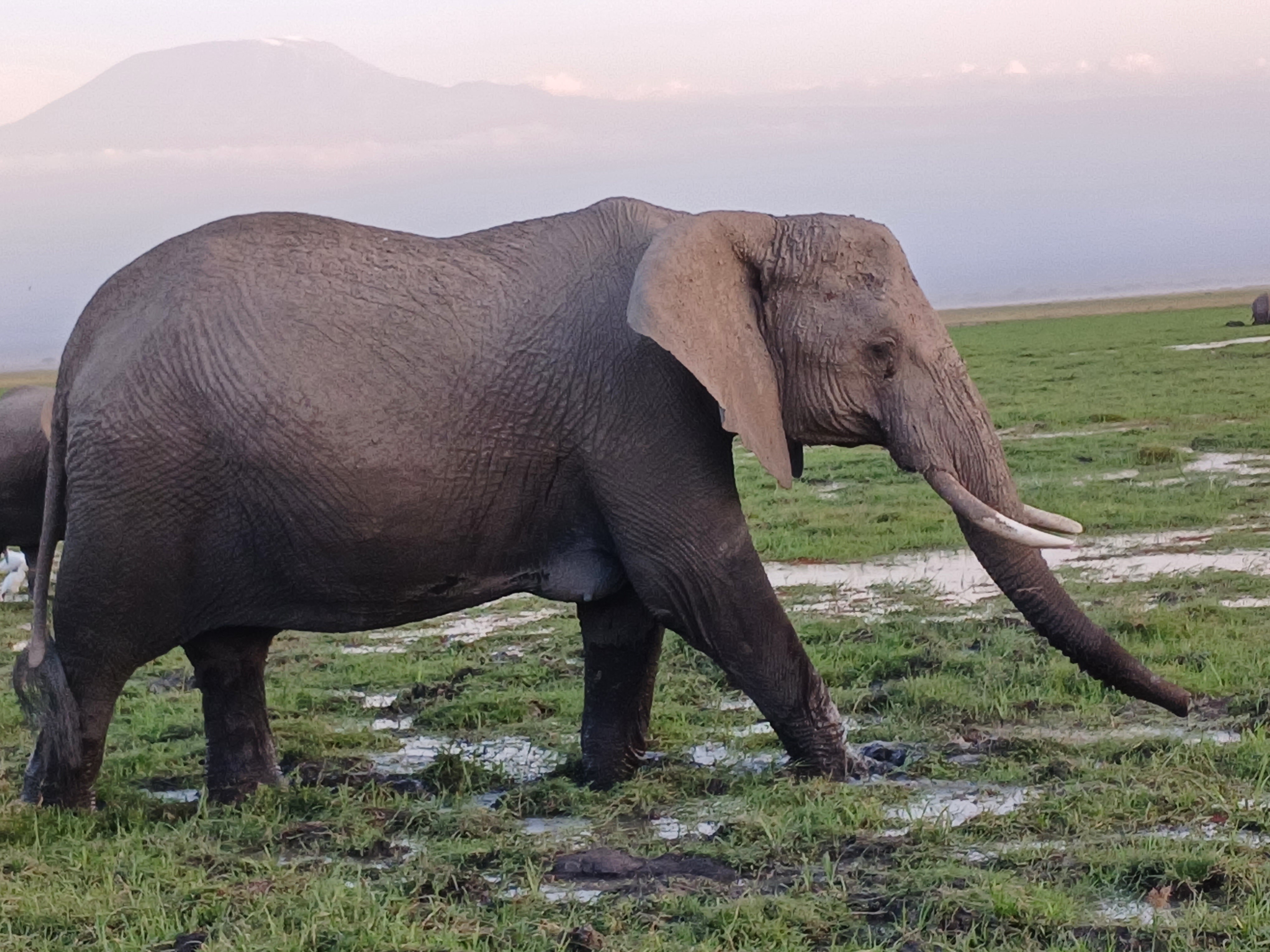 CLASSIC 6 DAYS 5 NIGHTS AMBOSELI NAKURU MAASAI MARA SAFARI