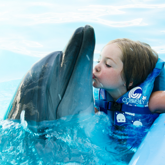 Premium 10 Minutes Dolphin Swimming Experience – Hurghada