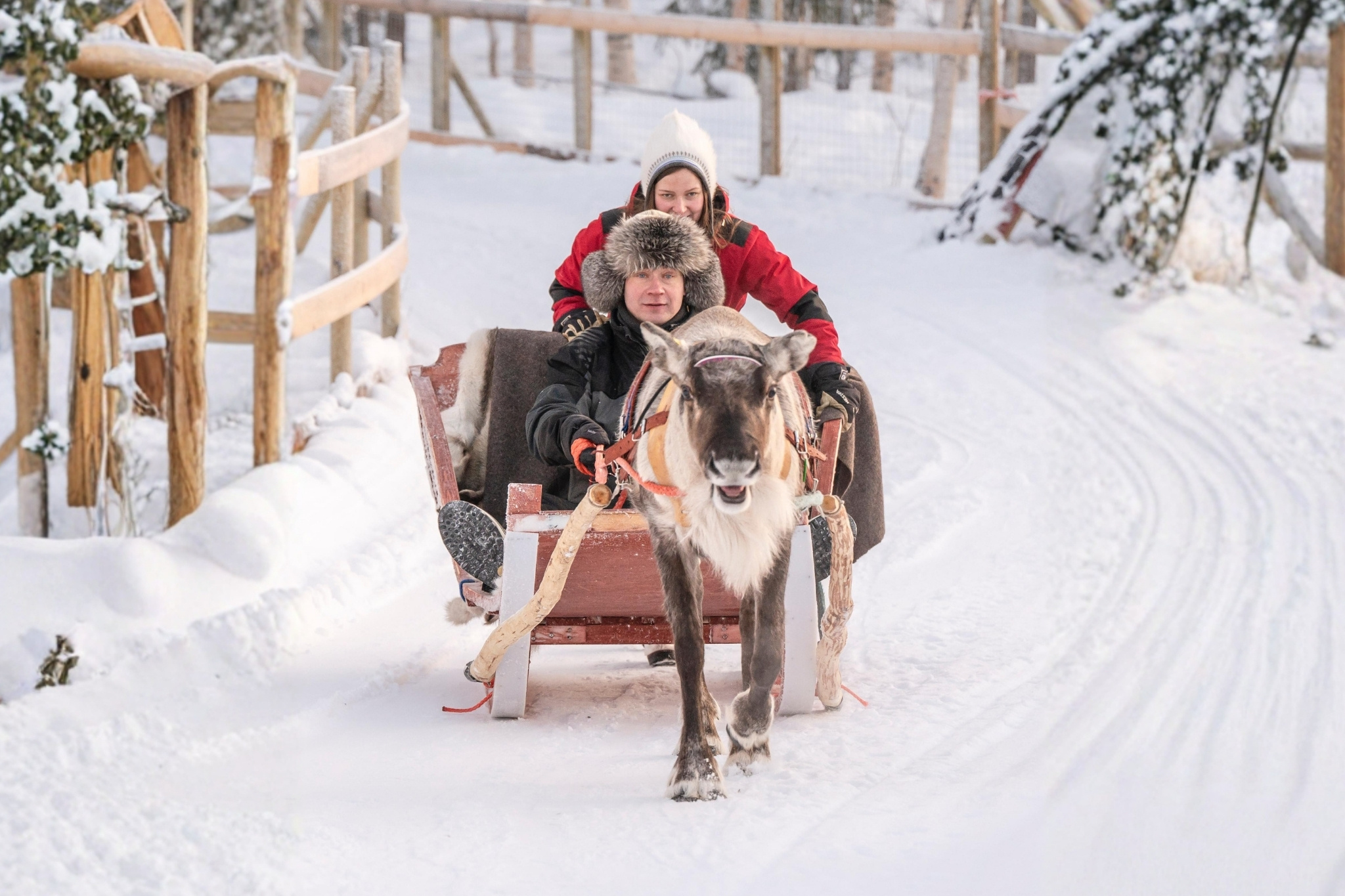Rovaniemi: Reindeer Safari & Sled Ride with Sámi Family Heritage – Small Group