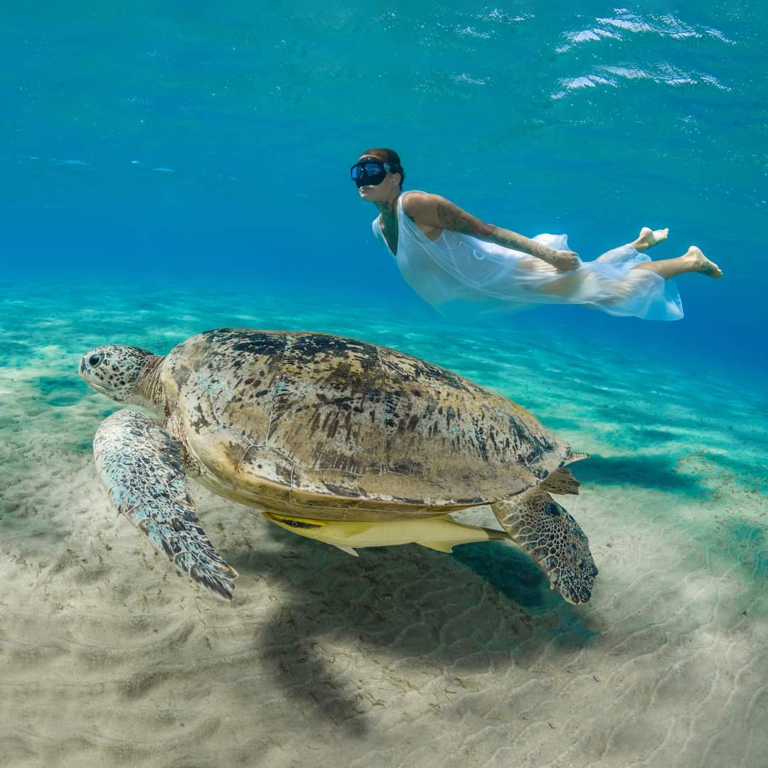 Premium Abu Dabbab Elite Turtle House & Snorkeling – Hurghada