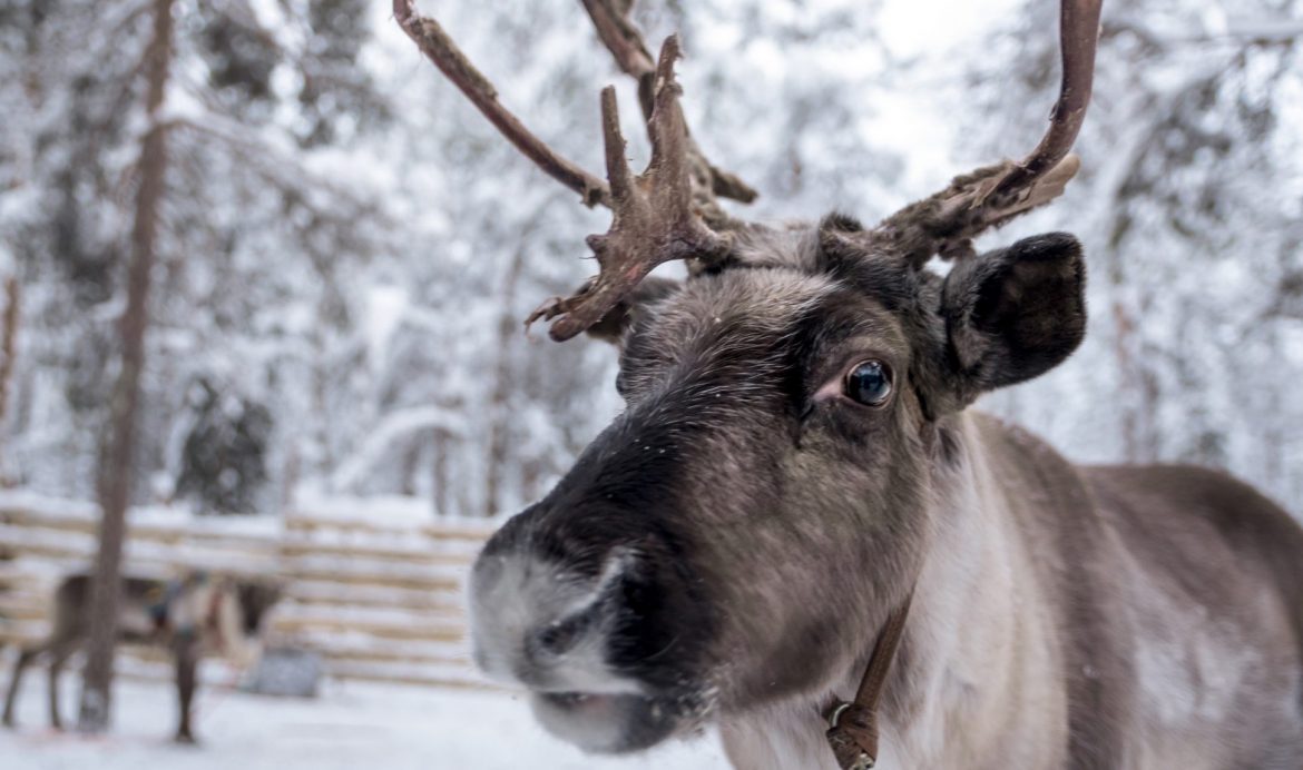 Private Reindeer herder’s winter day from Levi rus