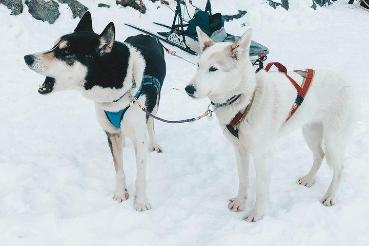 Husky ride and Reindeer feed experience in The National Park Husky ride and Reindeer feed experience in The National Park