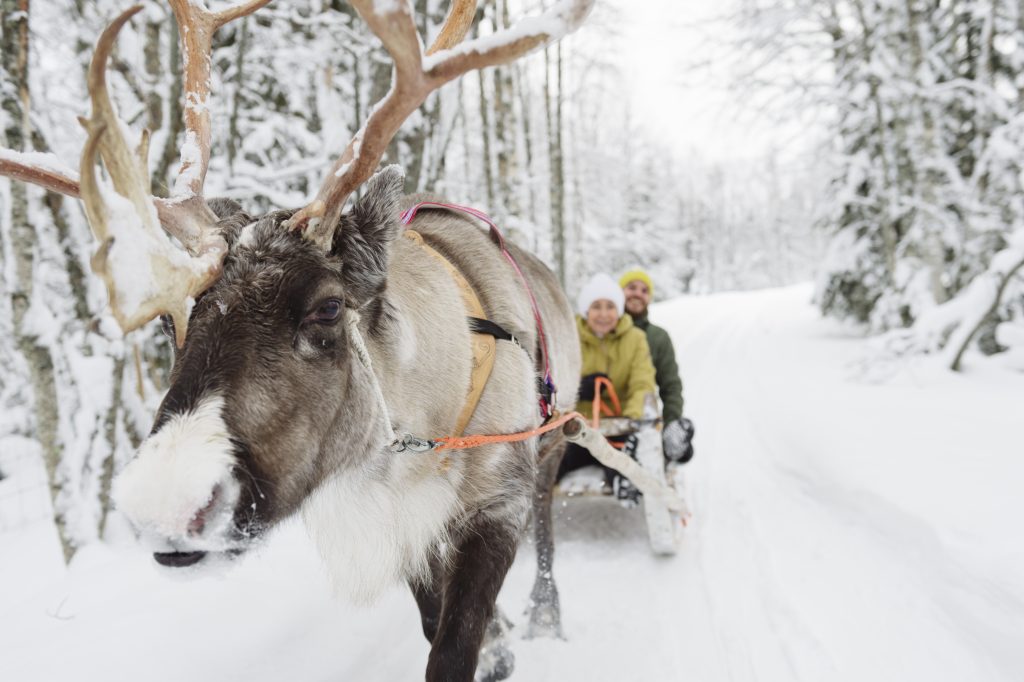 Private Tour to Reindeer Farm and Reindeer Safari from Rovaniemi Private tour to reindeer farm and Reindeer Safari from Rovaniemi eng