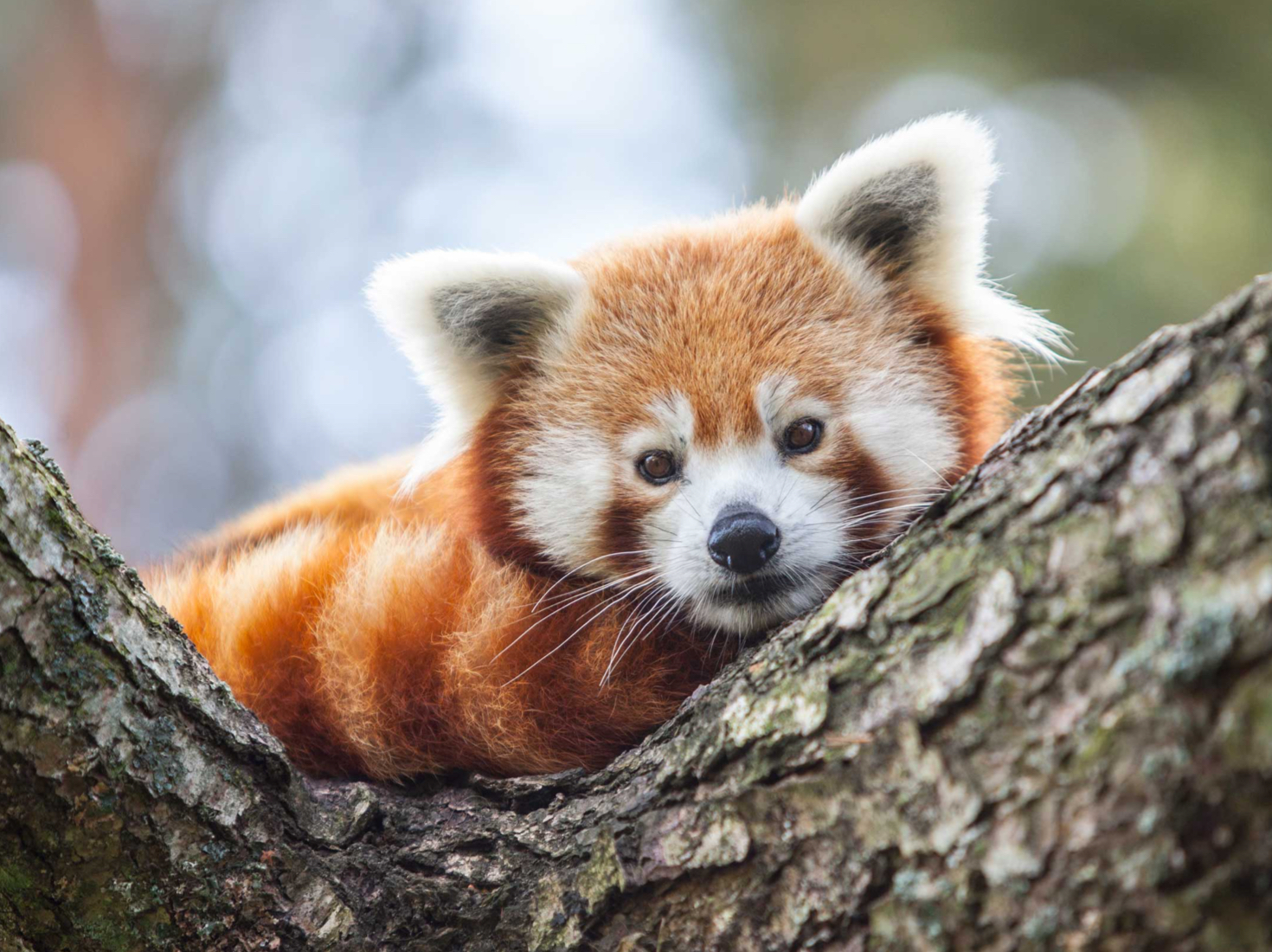 Kolmården – The Wildlife Park rus
