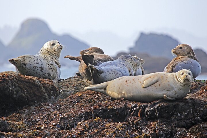 SEAL SAFARI in Savonlinna from Helsinki (private)