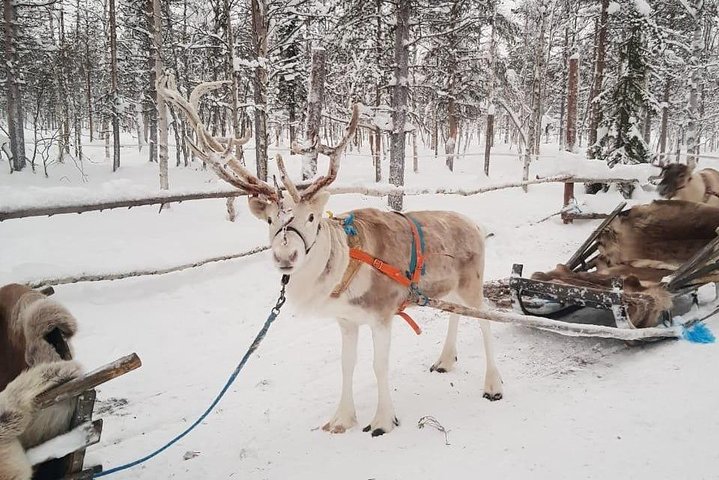 Private Reindeer Safari from Levi eng