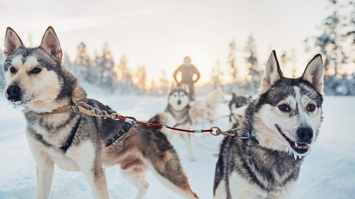 Private Husky safari from Rovaniemi rus