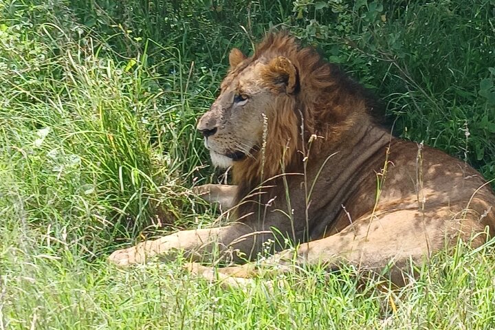 Memorable Group-Joining Nairobi Park Safari
