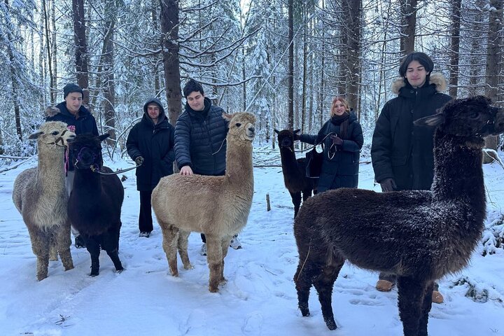 Private Alpaca Forest Walk Helsinki: Feeding, Photos,Hotel Pickup