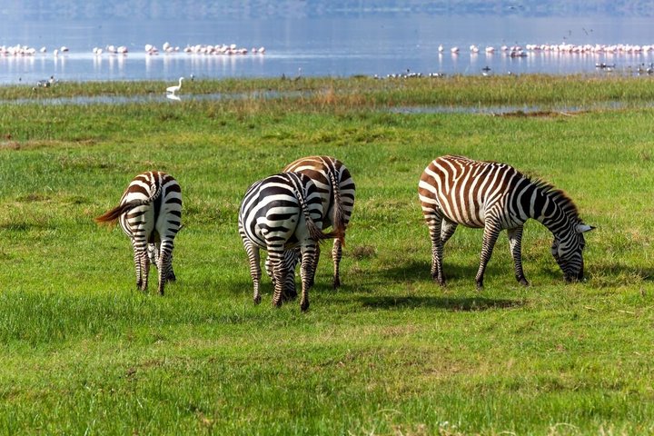Lake Nakuru Flamingo 4X4 Safari Tour Lake Nakuru Flamingo 4X4 Safari