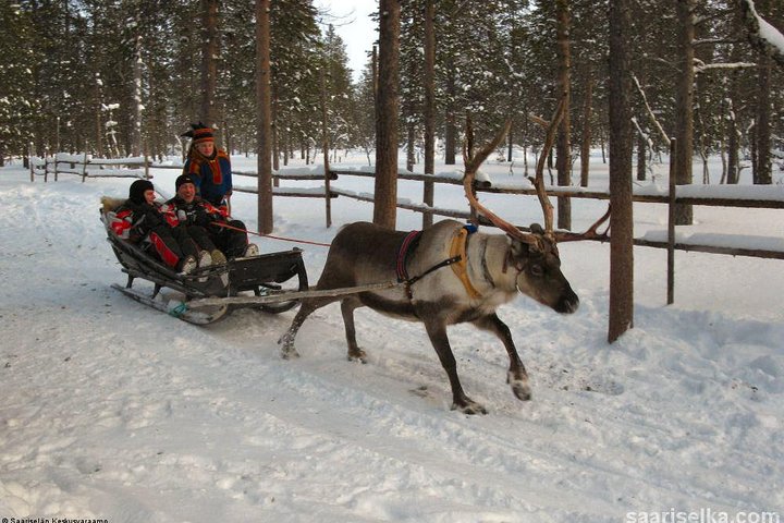 Lapland Reindeer Safari From Saariselkä Lapland Reindeer Safari From Saariselkä