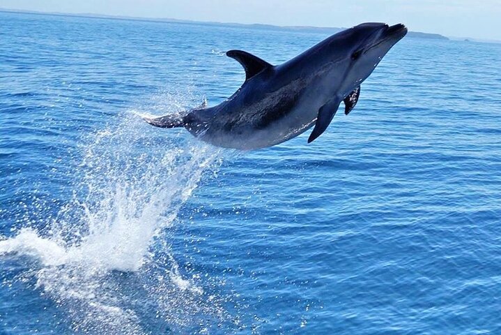 Hurghada: swimming with dolphins – snorkeling tour