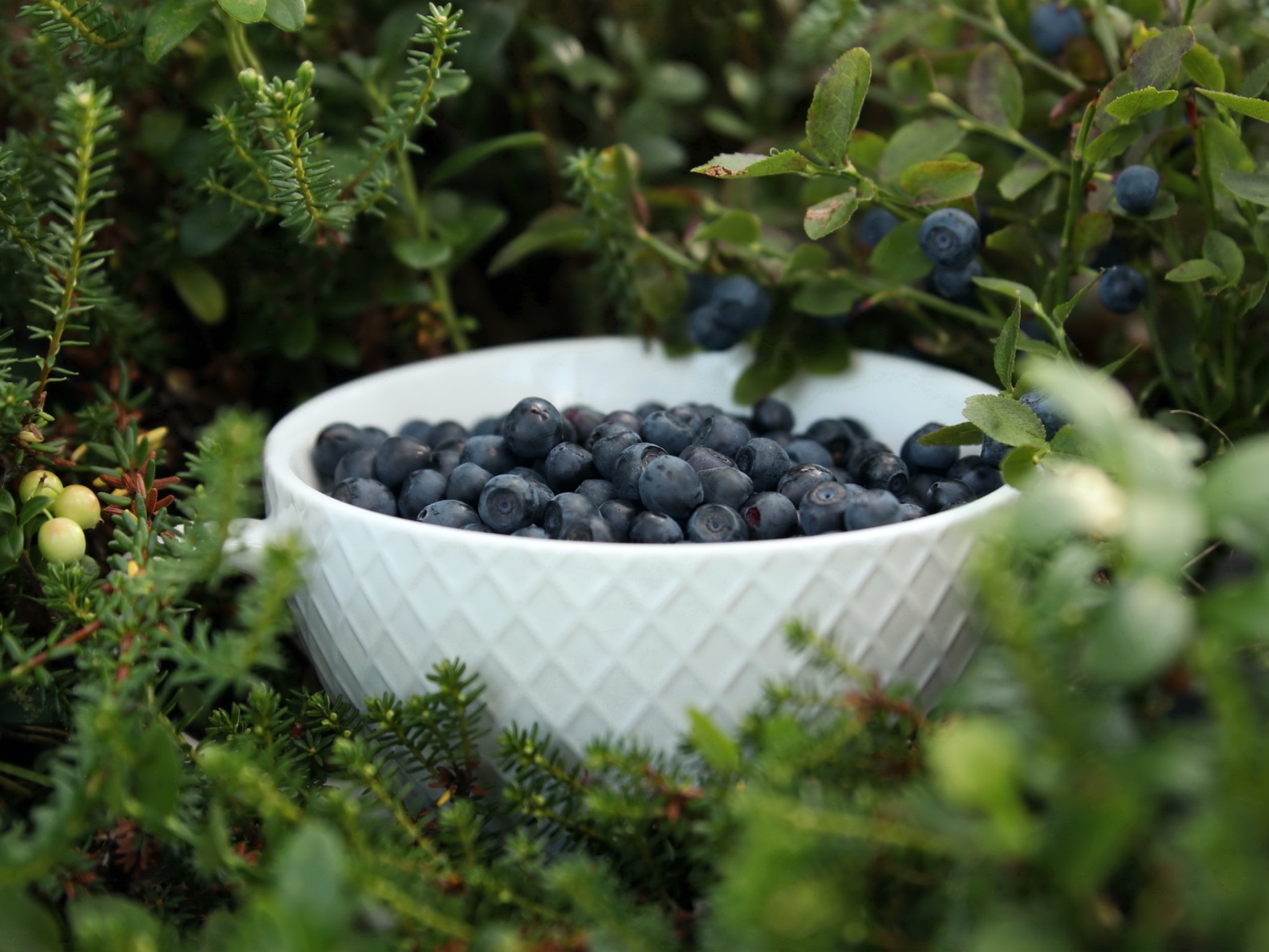 Rovaniemi: Mushrooms & Wild Berries Picking Tour – Small Group