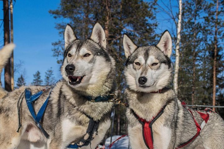 Lapland Combo Experience: Reindeer Sled Ride & Husky Safari in Levi with Cozy Farm Visits and Hot Drinks Lapland Combo Experience: Reindeer Sled Ride & Husky Safari in Levi with Cozy Farm Visits and Hot Drinks