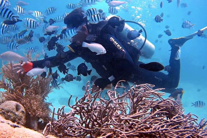 Nha Trang 1 Dive Scuba Diving Experience with BBQ Lunch Nha Trang 1 Dive Scuba Diving Experience with BBQ Lunch