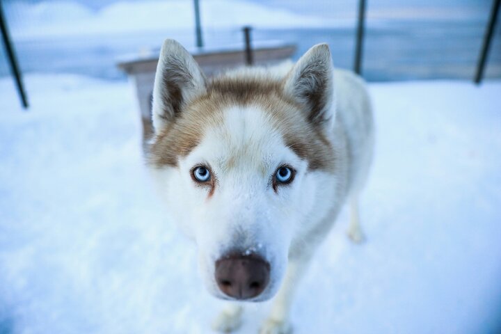 Husky Ride in National Park in Helsinki