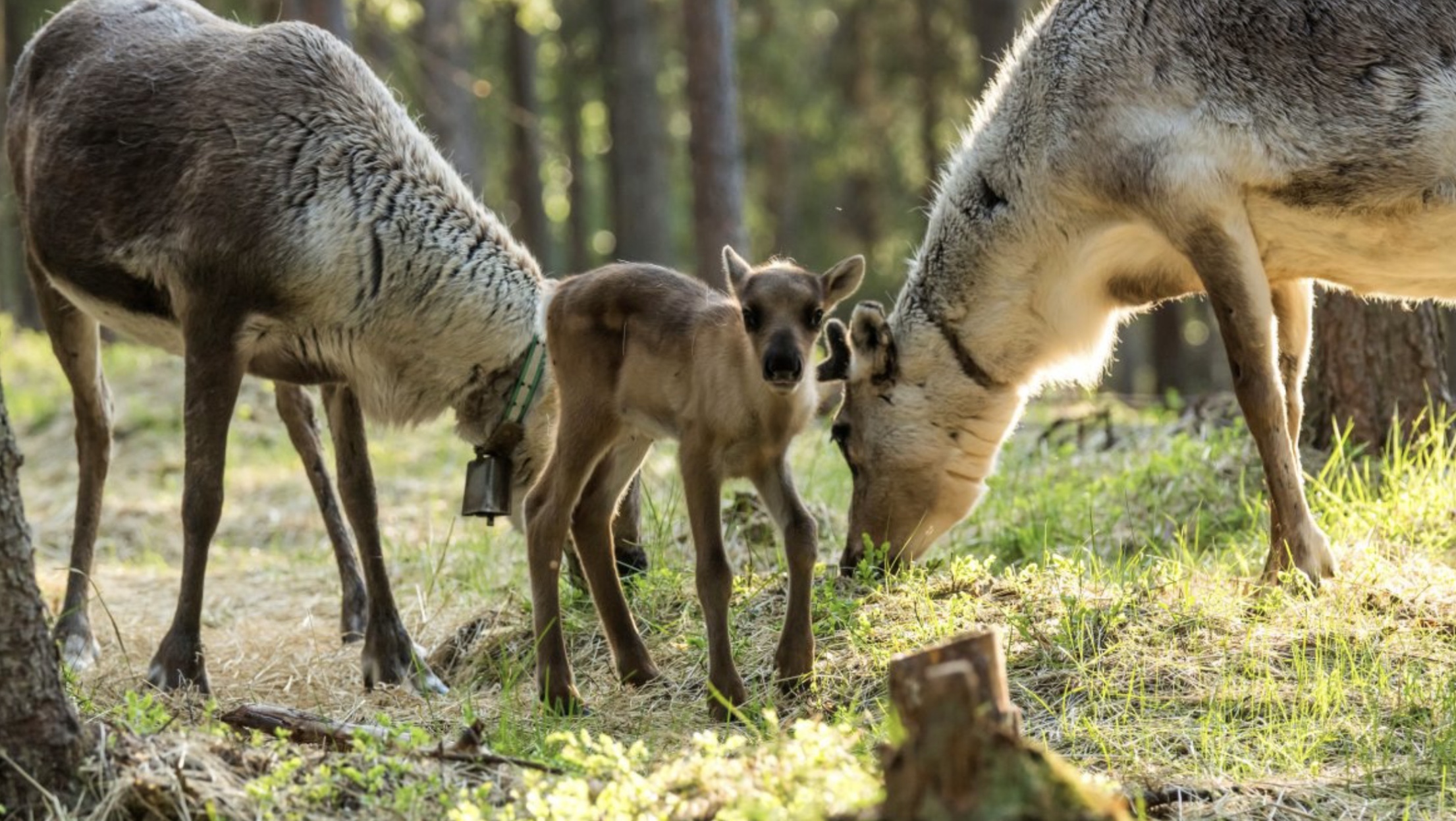 Rovaniemi: Summer & Autumn Reindeer Farm Visit – Small Group