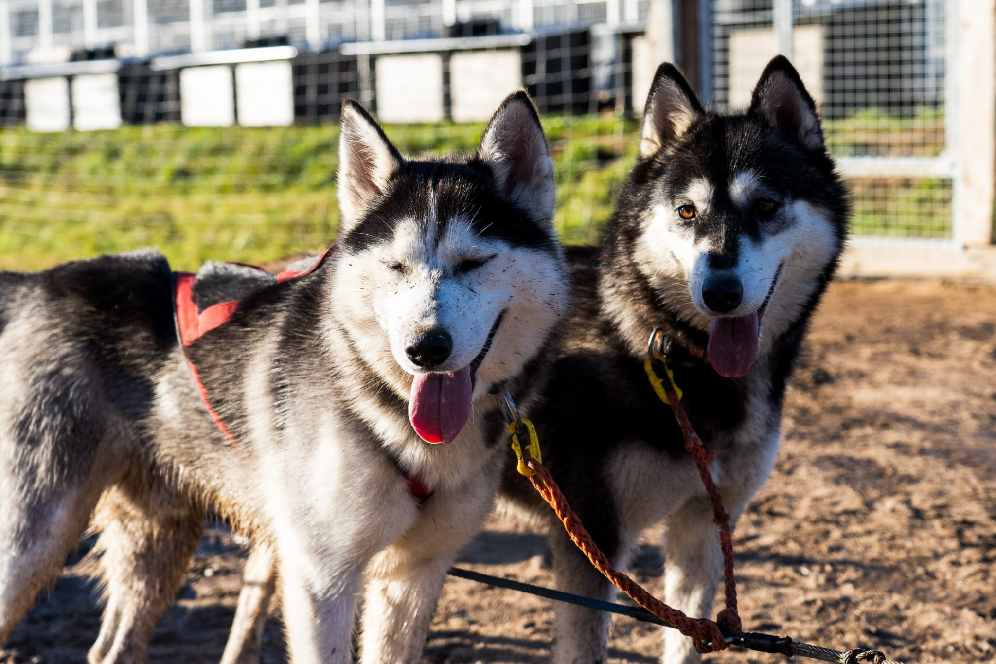 Rovaniemi: Autumn Husky Safari – Drive Your Own Husky Team (5-8 km), Small Group & BBQ