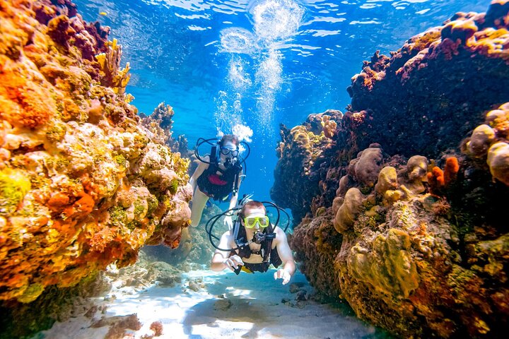 Snorkeling and Diving to Ras Mohamed And White Island by VIP Boat