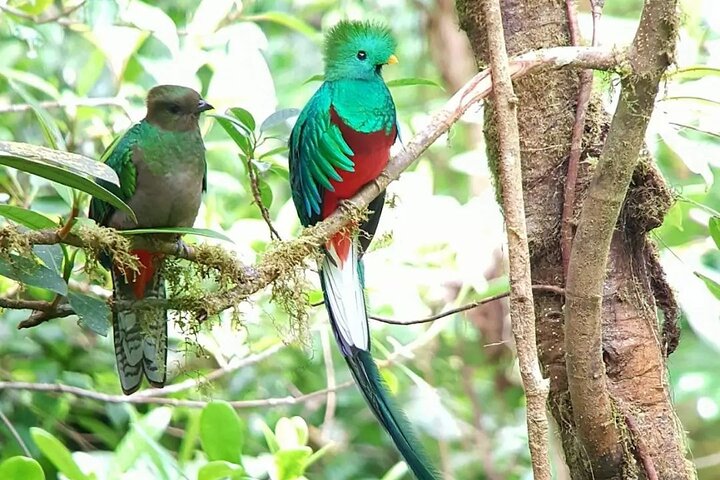 Monteverde Birdwatching and Wildlife Tour Monteverde Birdwatching and wildlife tour
