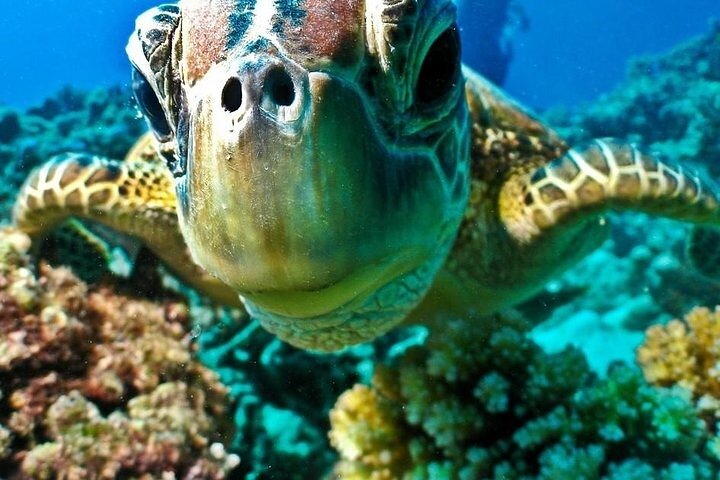 Semi Submarine Underwater Tour from Hurghada, Safaga, soma bay, Makadi, elgouna