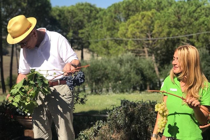 Val d’Orcia Wine Tour with Lunch & Brunello from Siena