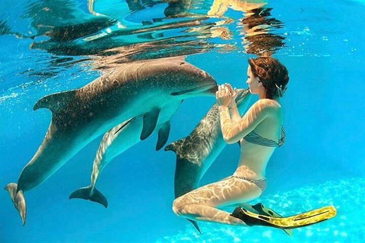 Snorkeling Day Trip With Dolphin at Sataya By VIP Boat-Marsa Alam