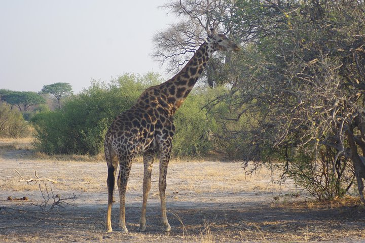 4 days Hwange Safari Game drive Staying at Iganyane Tented camp