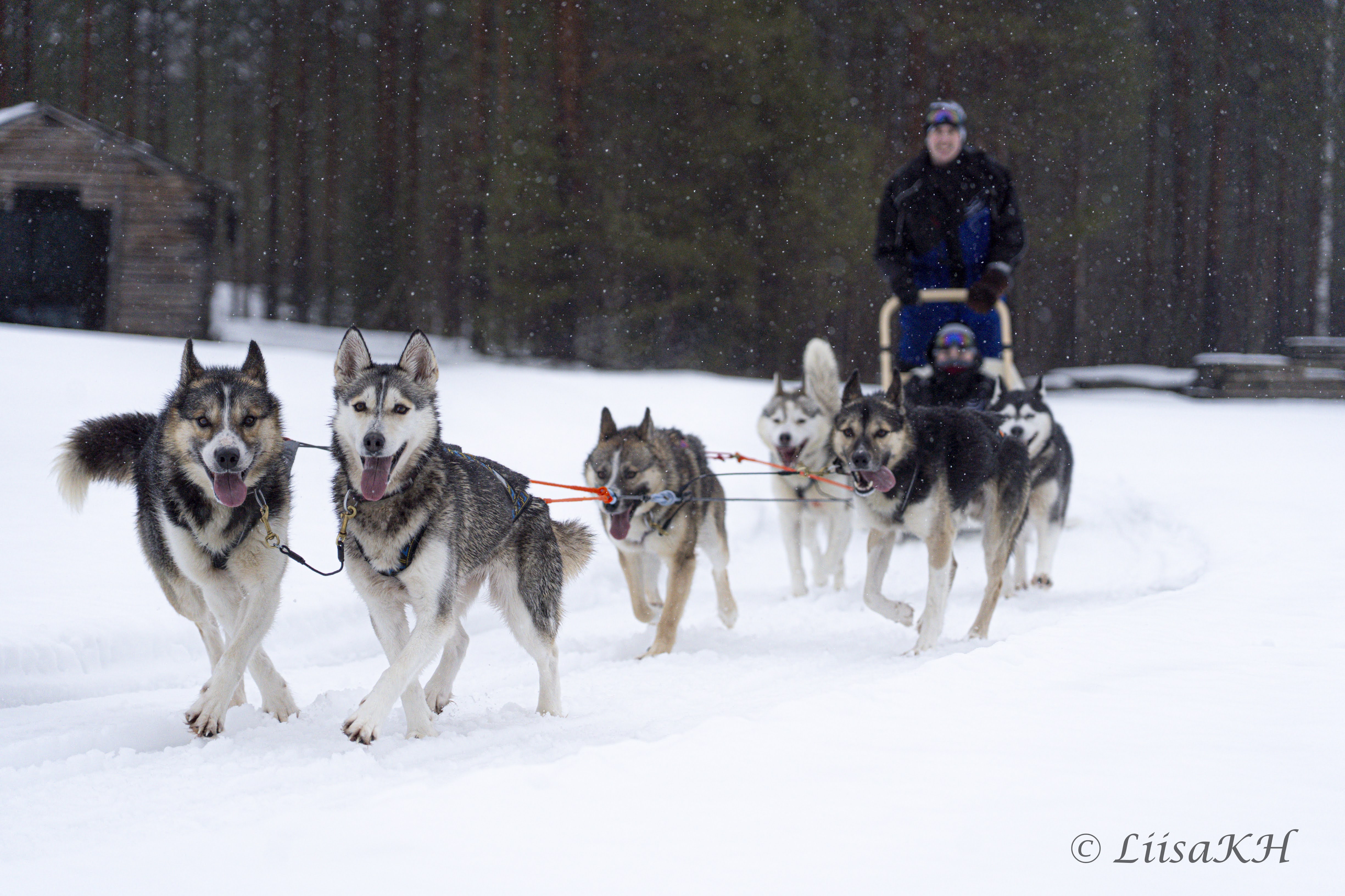 6-10 km Self Driven Husky Sled Adventure in Rovaniemi 6-10 km Self Driven Husky Sled Adventure in Rovaniemi