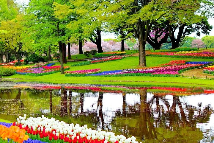 Private Half-Day Trip From Amsterdam to The Tulip Fields in Keukenhof Private Half-Day Trip From Amsterdam to The Tulip Fields in Keukenhof