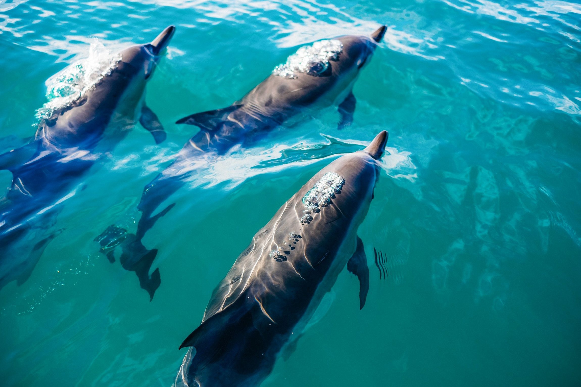 Key West: Dolphin Watching Cruise + Snorkeling + Drinks