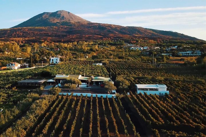 Organic Wine Tasting & Lunch on Vesuvius with Transfer from Naples Organic Wine Tasting & Lunch on Vesuvius with Transfer from Naples