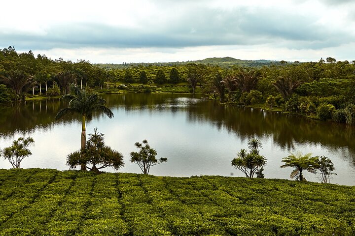 Tea Route: Private South Tour with Pickup and Lunch available