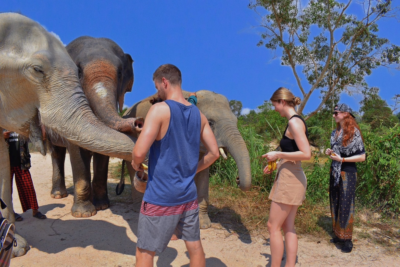 Elephants Care & Sanctuary of Truth Pattaya – From Bangkok
