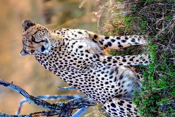 3-Day Masai Mara and Naivasha Hell’s Gate National Park-Safari