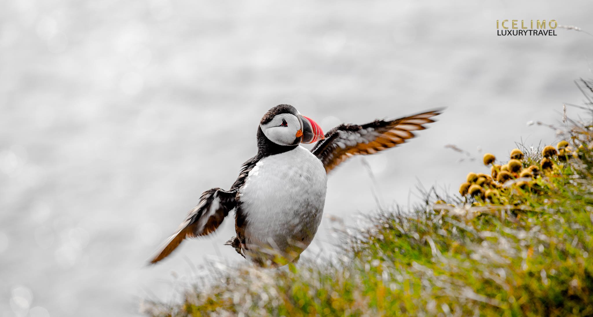 Private luxury tour Westman Islands 10h