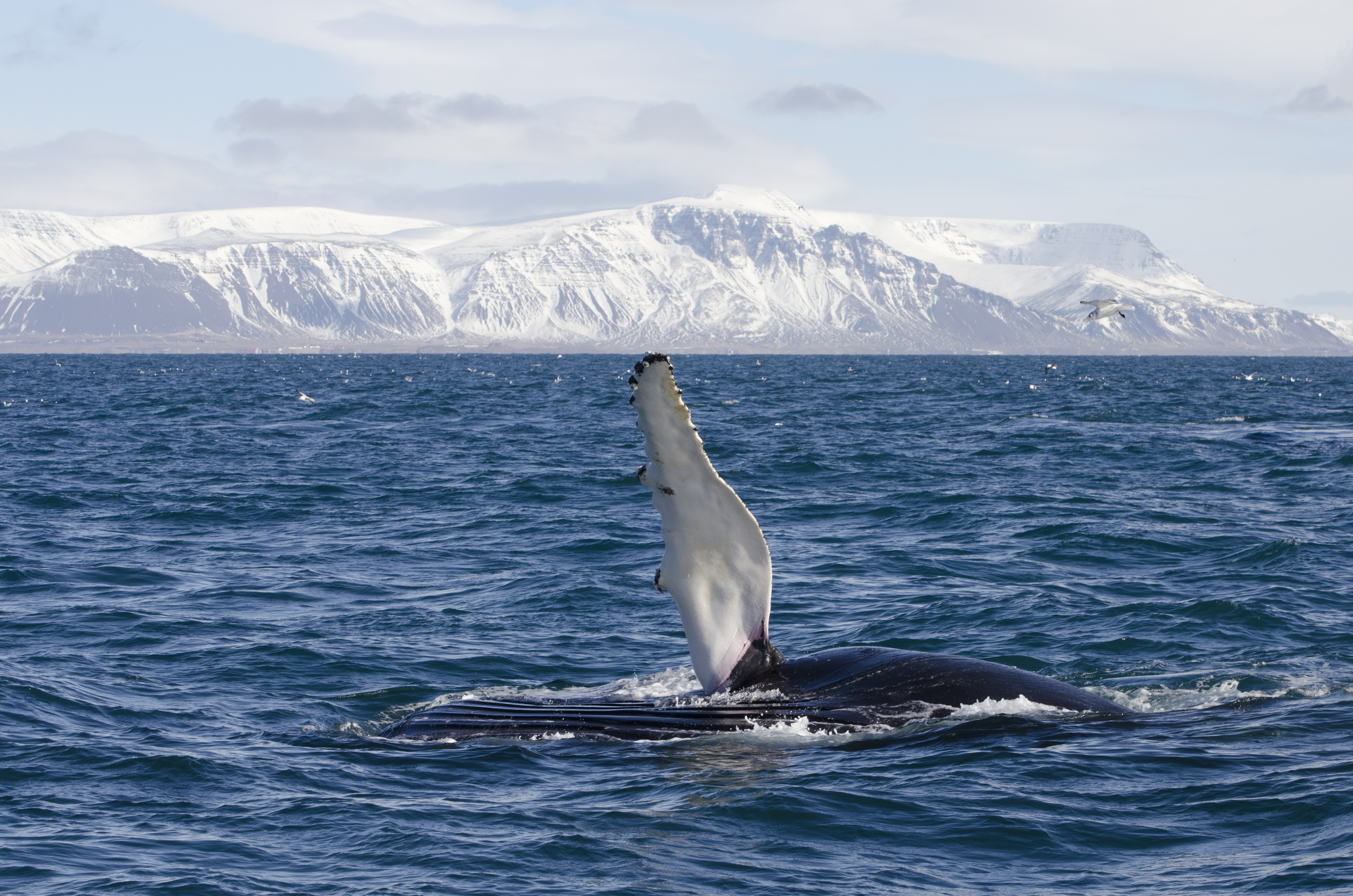 Goðafoss Waterfall & Whale Watching Tour from Akureyri Goðafoss Waterfall & Whale Watching Tour from Akureyri
