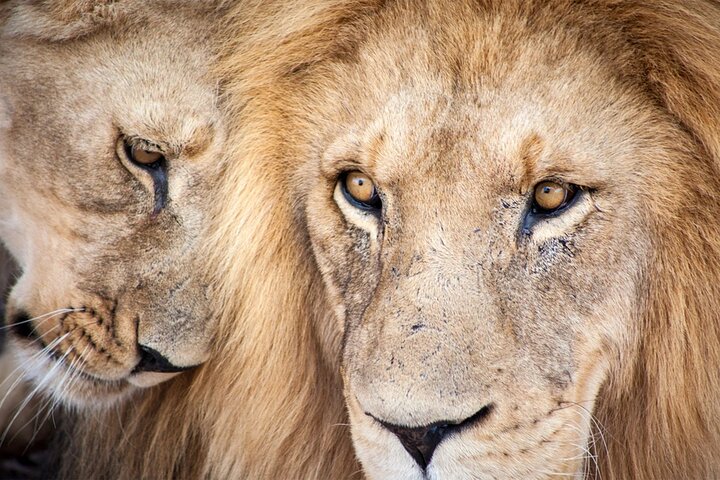 Big 5 Game Reserve Safari Full Day Tour and Lunch