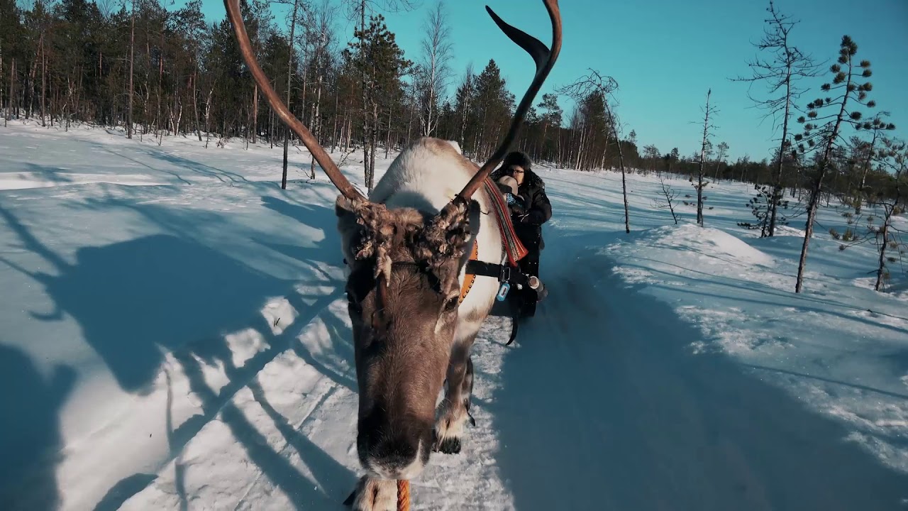 Night Reindeer Safari with possibility of auroras