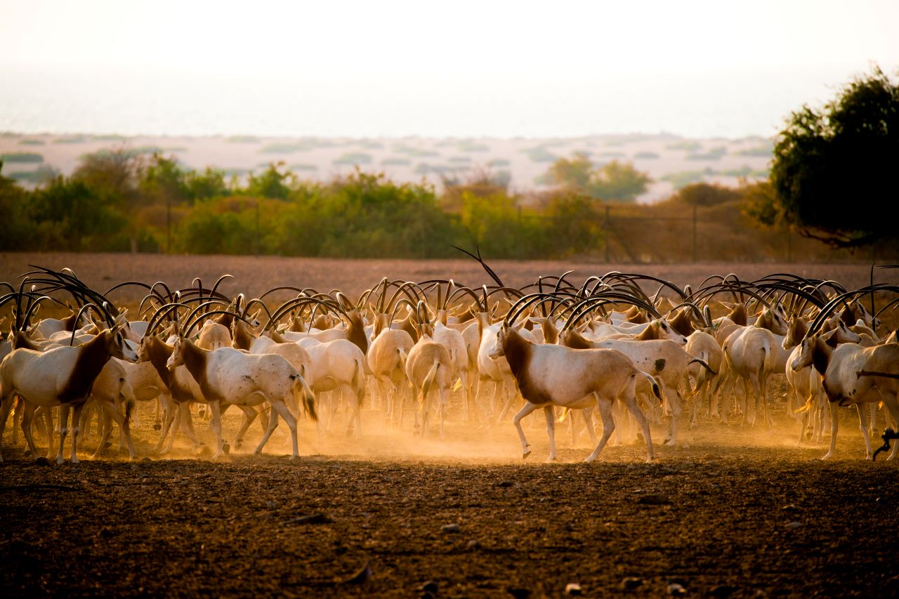 Sir Bani Yas Island Wildlife Safari – Half Day Experience