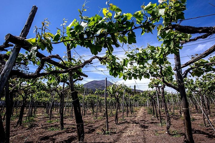 Mount Vesuvius & Wine Tasting with Lunch Private Tour from Amalfi Coast Mount Vesuvius & Wine Tasting with Lunch Private Tour from Amalfi Coast