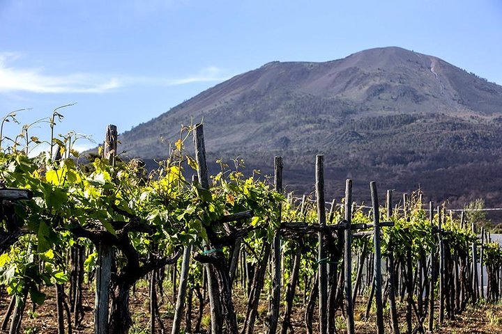 Pompeii, Herculaneum, Mt Vesuvius, Winery Tasting & Lunch pack Pompeii, Herculaneum, Mt Vesuvius, Winery Tasting & Lunch pack